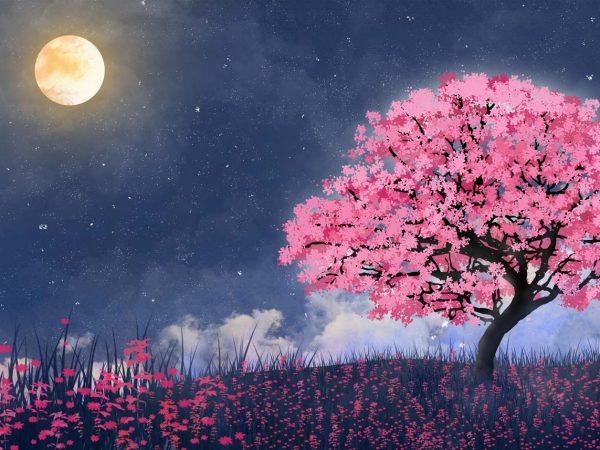 Sakurae, Twilight Cherry Blossom Whisper Wallpaper Mural
